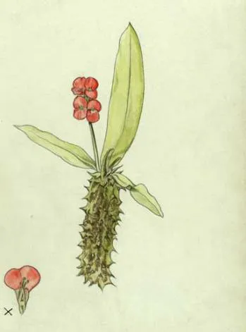 Euphorbia milii ellátás, és a tenyésztési körülmények