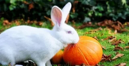 Възможно ли е да се даде зайци тиквички и други зеленчуци