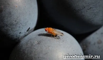 Drosophila