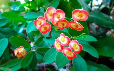 Euphorbia Mile - gondoskodás az otthon, az előnyöket és a hátrányokat növények