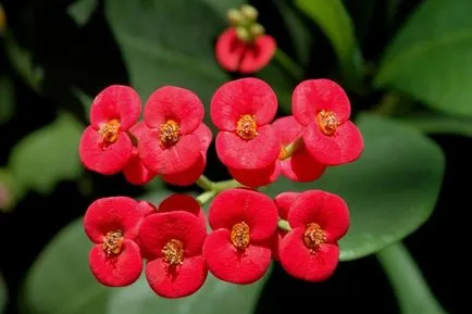 Euphorbia milii ellátás, és a tenyésztési körülmények