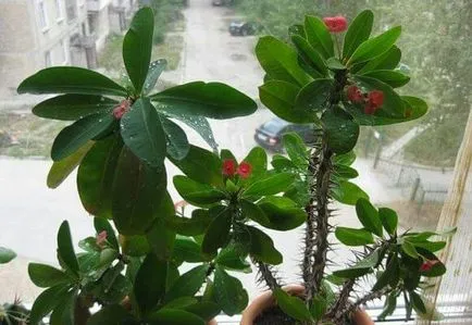 Milii Euphorbia de îngrijire la domiciliu, cultivare și reproducere, foto și video