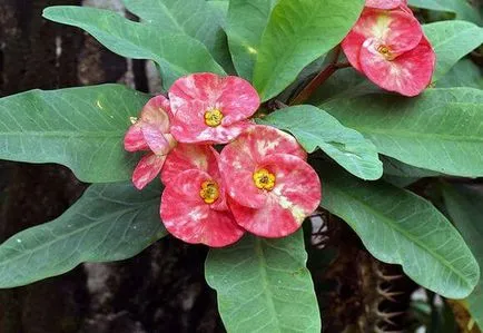 Milii Euphorbia de îngrijire la domiciliu, cultivare și reproducere, foto și video