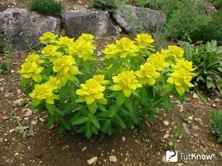 Tulichina (Euphorbia) pentru îngrijirea flori la domiciliu