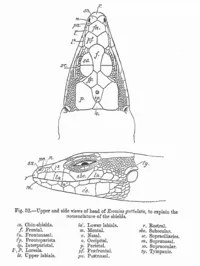 Lacertidae