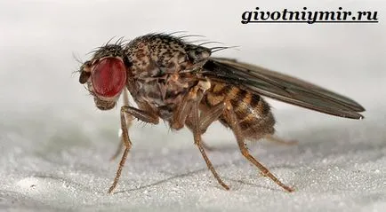 Drosophila