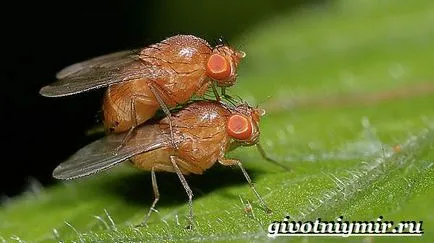 Drosophila