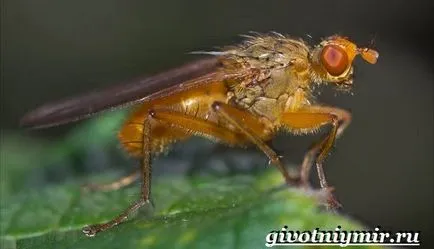 Drosophila