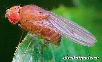 Drosophila