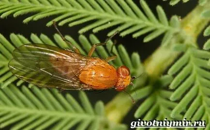 Drosophila