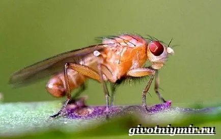 Drosophila