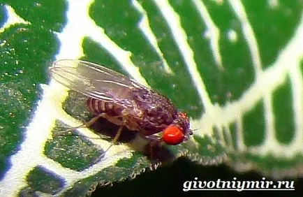 Drosophila