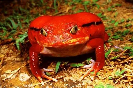 Madagaszkár élő egzotikus béka paradicsom, olvasni