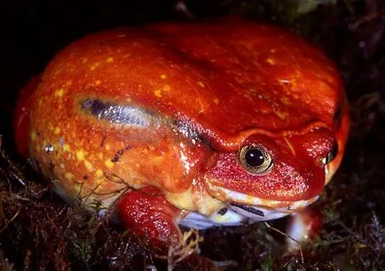 Madagaszkár élő egzotikus béka paradicsom, olvasni