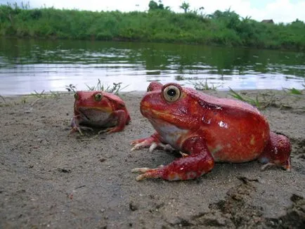 Madagaszkár élő egzotikus béka paradicsom, olvasni