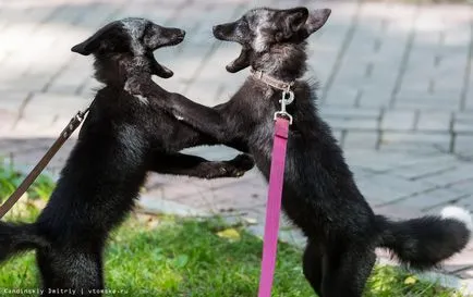 Nem egy kutya és egy róka! (Fotó)