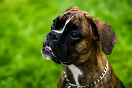 Boxer, enciclopedia despre câini