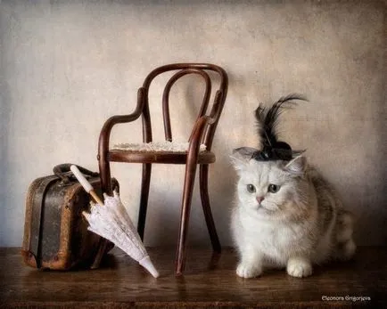 macskák hihetetlen fényképek Eleonory Grigorevoy