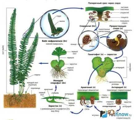 Nephrolepis (Nephrolepis)