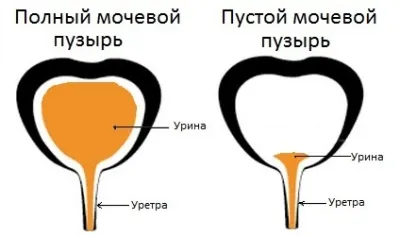 Обемът на пикочния мехур в размер на мъжете, скоростта на капацитета на пикочния мехур при човека