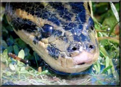 Anaconda comună (eunectes murinus)