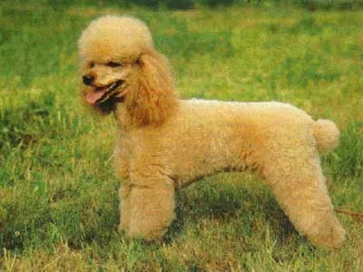 Един от най-старата порода кучета Пудел (caniche)