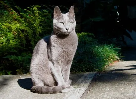 Áttekintés fajta orosz kék macska, értékeléseket a tulajdonosok, és a kedvtelésből tartott fotók