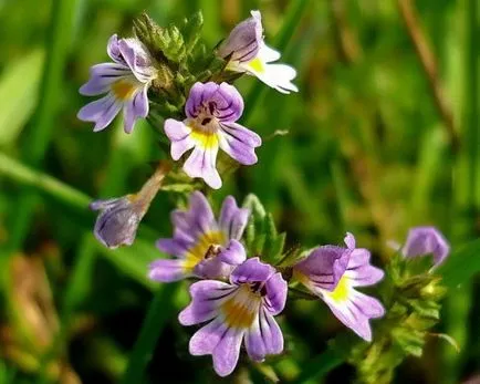 Euphrasia impotriva cataractei