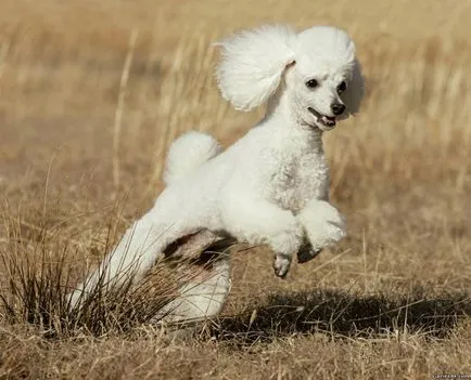 Una dintre cele mai vechi rasa de caini pudel (Caniche)