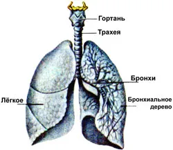 Breath - a klub támogatói az egészséges életmód