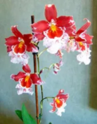 Orchid - orchidea, öntözés, műtrágyázás, üvegház, fény, akvárium