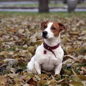 Leírás, fényképek és jellemzői a fajta vadászkutya Dzhek Rassel terrier