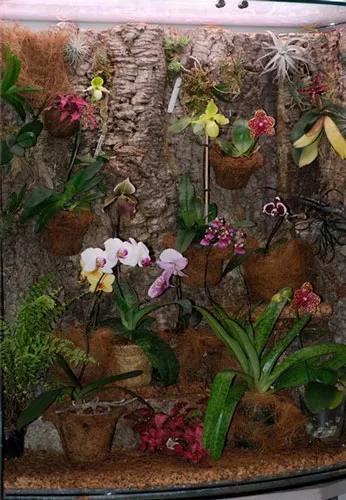 Orchid az akváriumban
