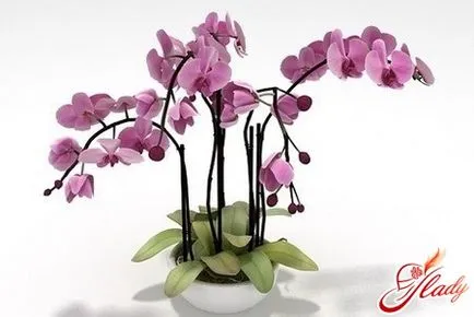 Orchid стая особено внимание, мулти-