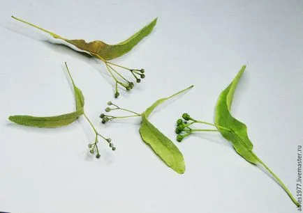 Експерименти за установяване на съраунд хербарий, или как да се пазят непокътнати цветето