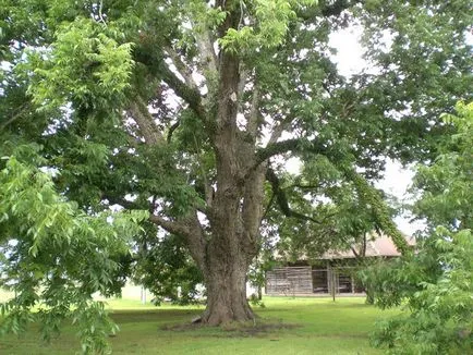 plantare Pecan și de îngrijire, fotografie