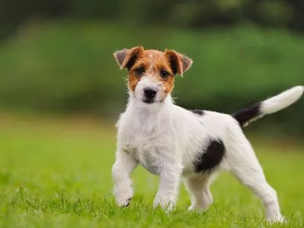 Leírás, fényképek és jellemzői a fajta vadászkutya Dzhek Rassel terrier