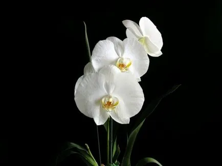Orchid - енергиен вампир, или взети от глупост