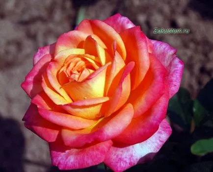 Rose Budding, zona suburbană