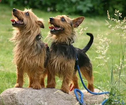 Descriere Australian Terrier proprietarii de câine rasa cu comentarii și fotografii