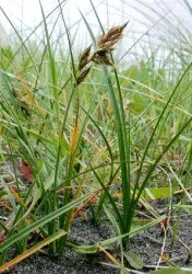 Carex arenaria - egészséges