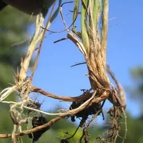 Carex arenaria - să fie sănătos