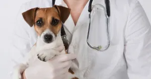 insuficiență cardiacă acută la animale - tratament în timpul și simptome de insuficiență cardiacă