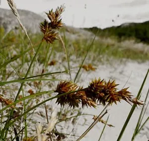 Carex arenaria - egészséges