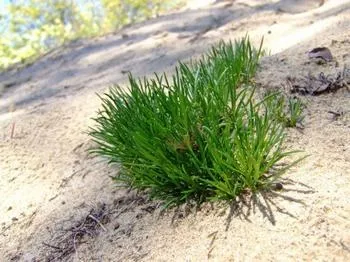 Carex arenaria - egészséges