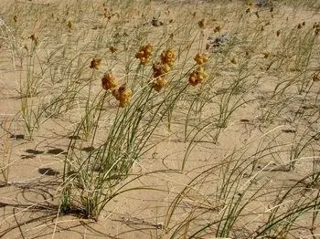 Carex arenaria - egészséges