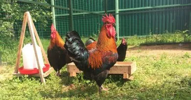 Inspecția găinilor ouătoare, kurosayt - agricultura