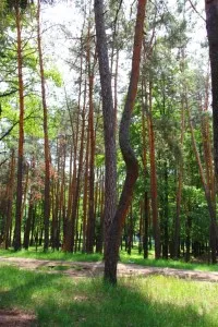 Parcul de Glory partizanilor, pistă de sănătate (15 km)