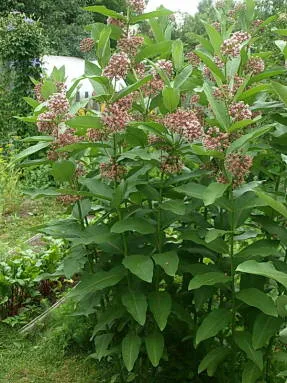 За Asclepias syriaca - забравен ползи му и расте в градината