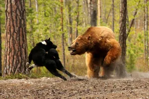 Bear vadász - vadászat titkok és trükkök, videók és ajánlások